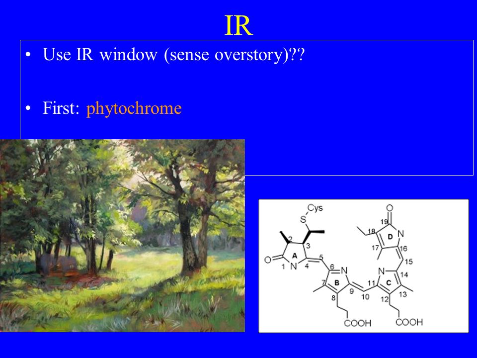 IR Use IR window (sense overstory) First: phytochrome
