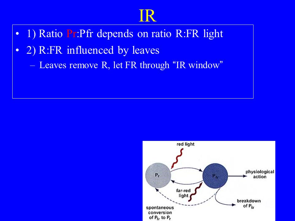 IR 1) Ratio Pr:Pfr depends on ratio R:FR light 2) R:FR influenced by leaves –Leaves remove R, let FR through IR window