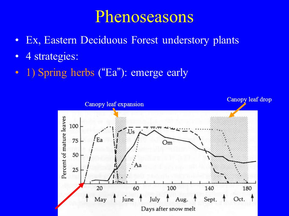 Phenoseasons Ex, Eastern Deciduous Forest understory plants 4 strategies: 1) Spring herbs ( Ea ): emerge early Canopy leaf drop Canopy leaf expansion