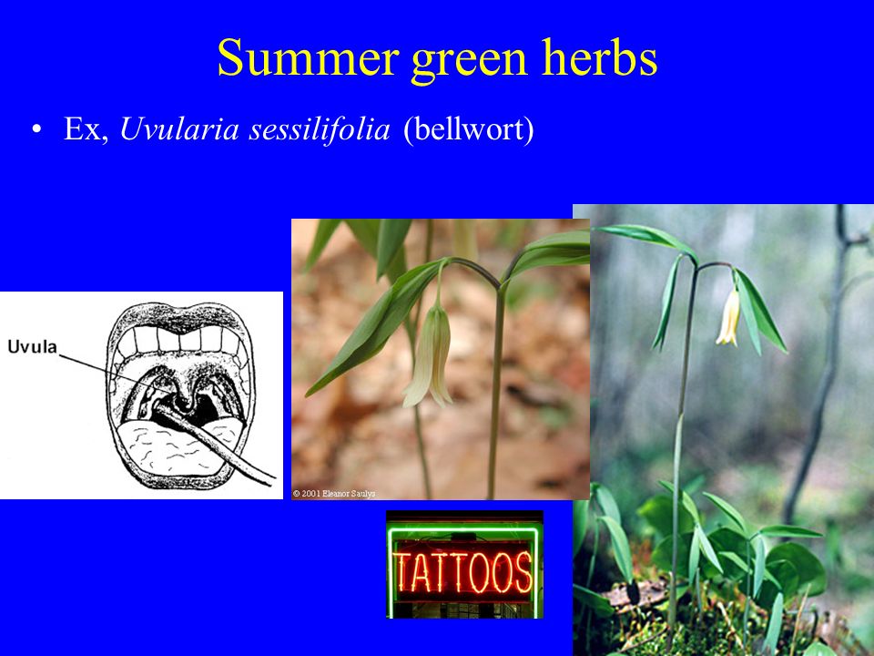 Summer green herbs Ex, Uvularia sessilifolia (bellwort)