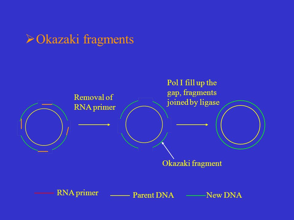  Okazaki fragments New DNAParent DNA RNA primer Removal of RNA primer Pol I fill up the gap, fragments joined by ligase Okazaki fragment