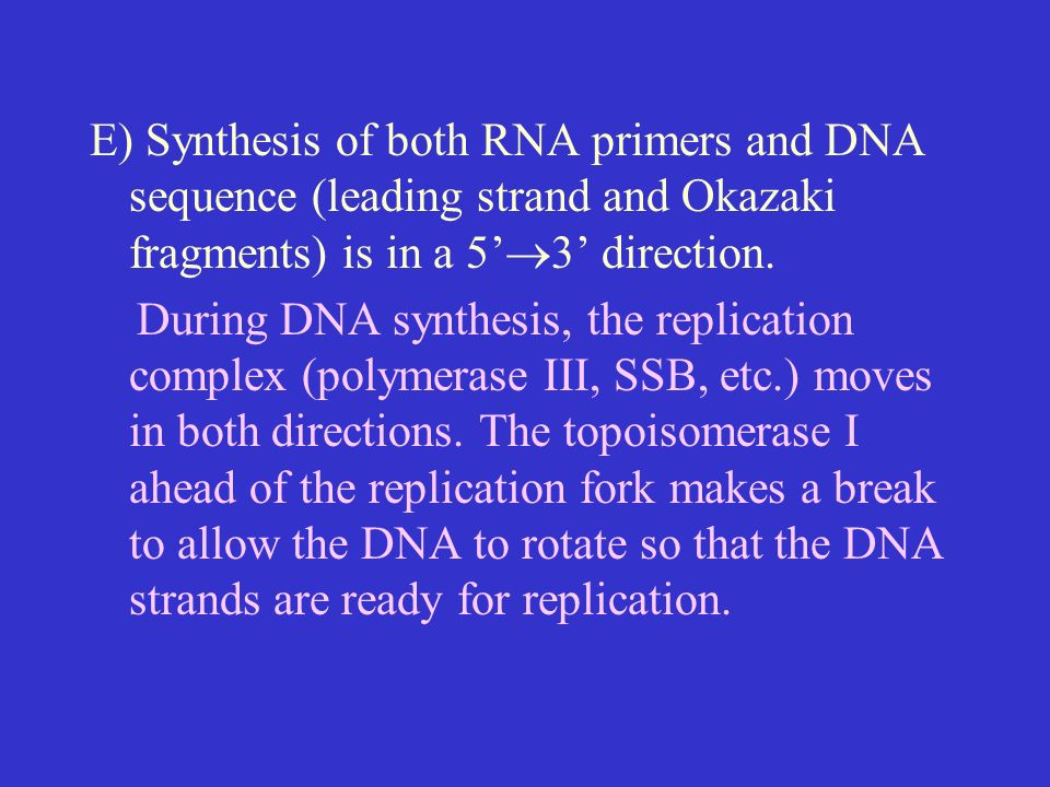 E) Synthesis of both RNA primers and DNA sequence (leading strand and Okazaki fragments) is in a 5’  3’ direction.