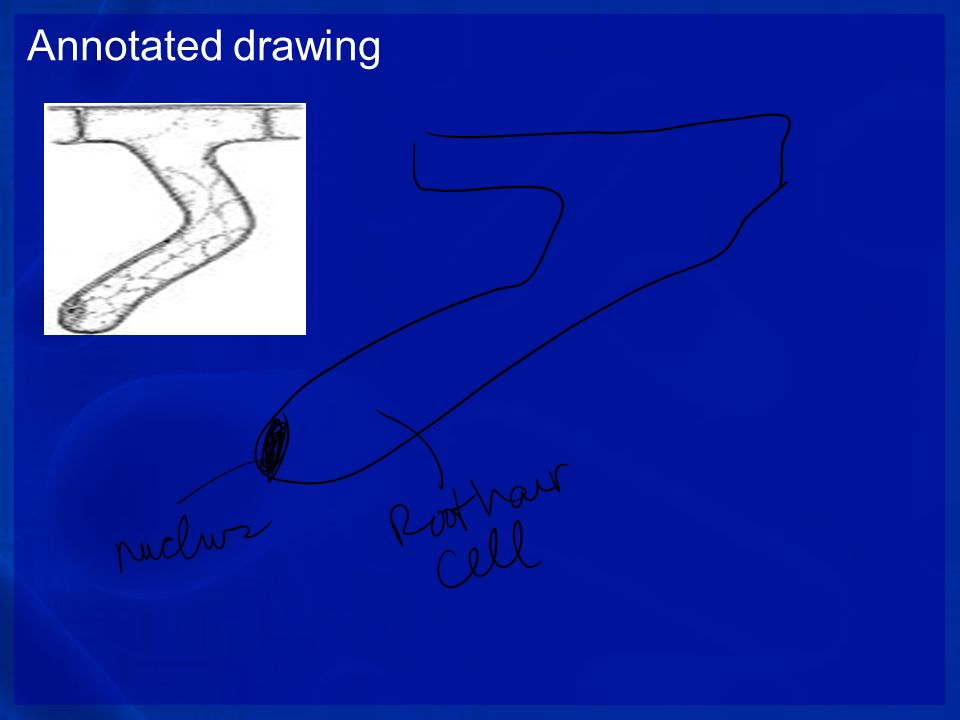 Annotated drawing