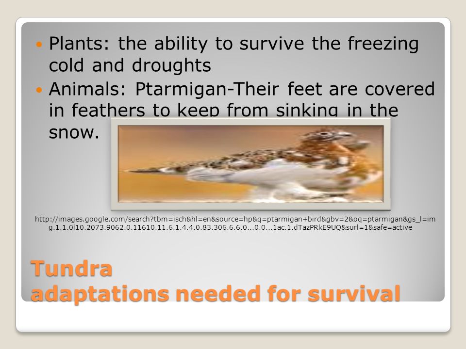 Tundra Biome Research By Peyton Quillin Tundra Geography Climate