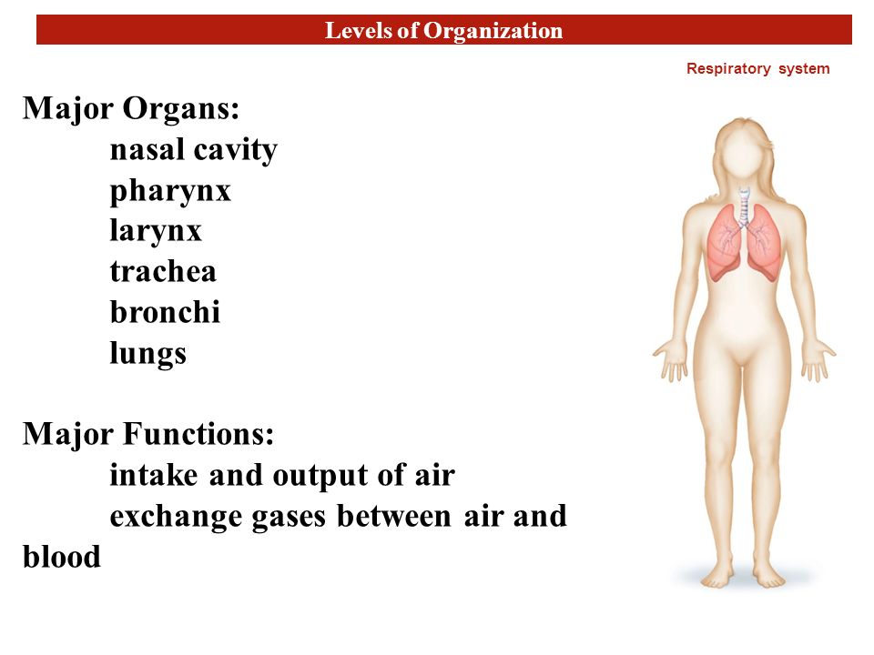 Levels of Organization Respiratory system Major Organs: nasal cavity pharynx larynx trachea bronchi lungs Major Functions: intake and output of air exchange gases between air and blood