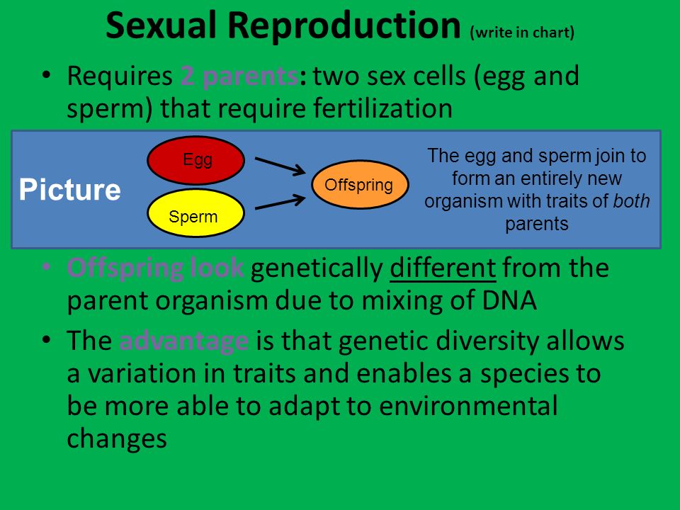 Sexual Reproduction Chart