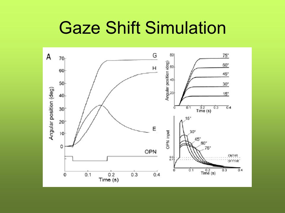 Gaze Shift Simulation