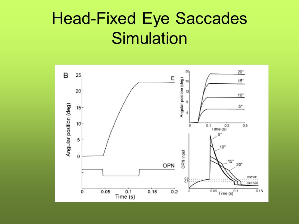 Head-Fixed Eye Saccades Simulation