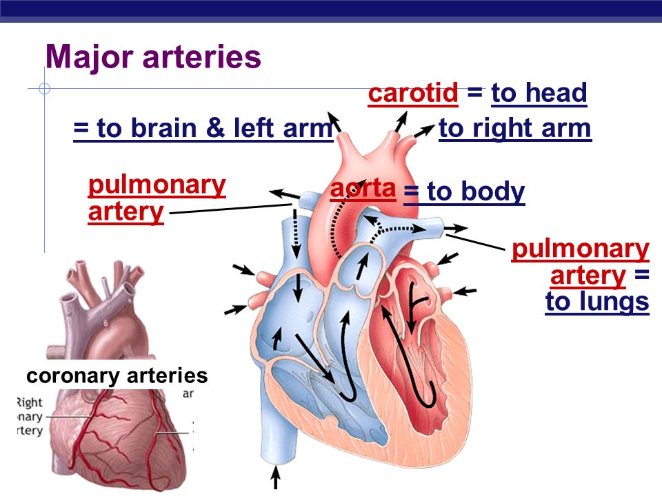 Regents Biology Pulse  Heart beats per minute  Pulsation of the blood as it is pumped through your artery  Arteries expand when heart contracts and shrink when relaxes  Normal pulse rate bpm Lower for physically fit individuals