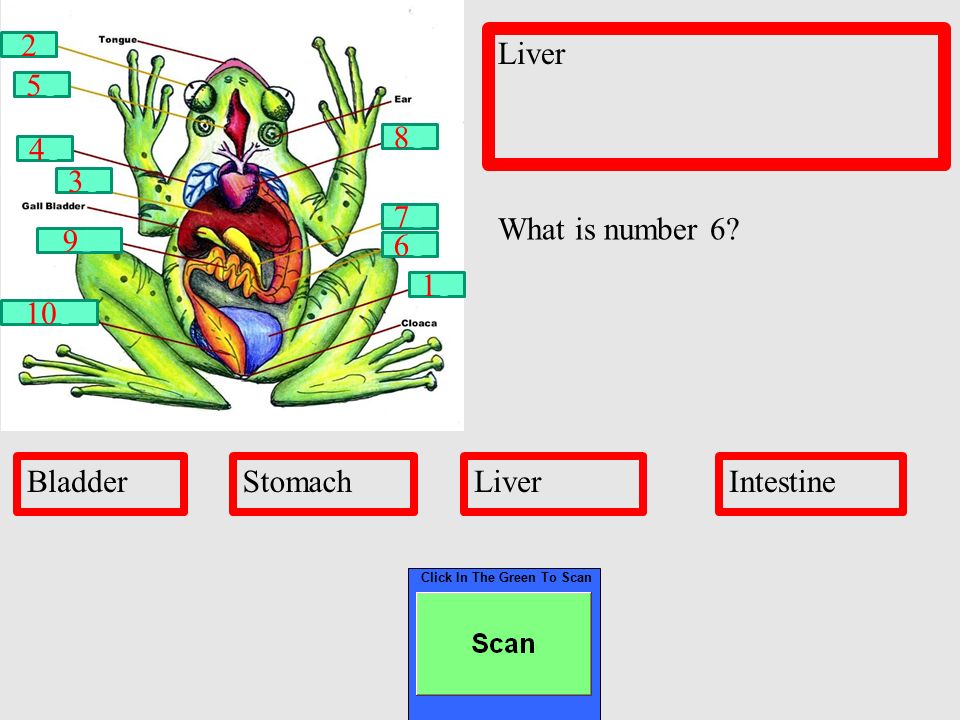 Click In The Green To Scan Intestine BladderBrainLiverIntestine What is number 5.