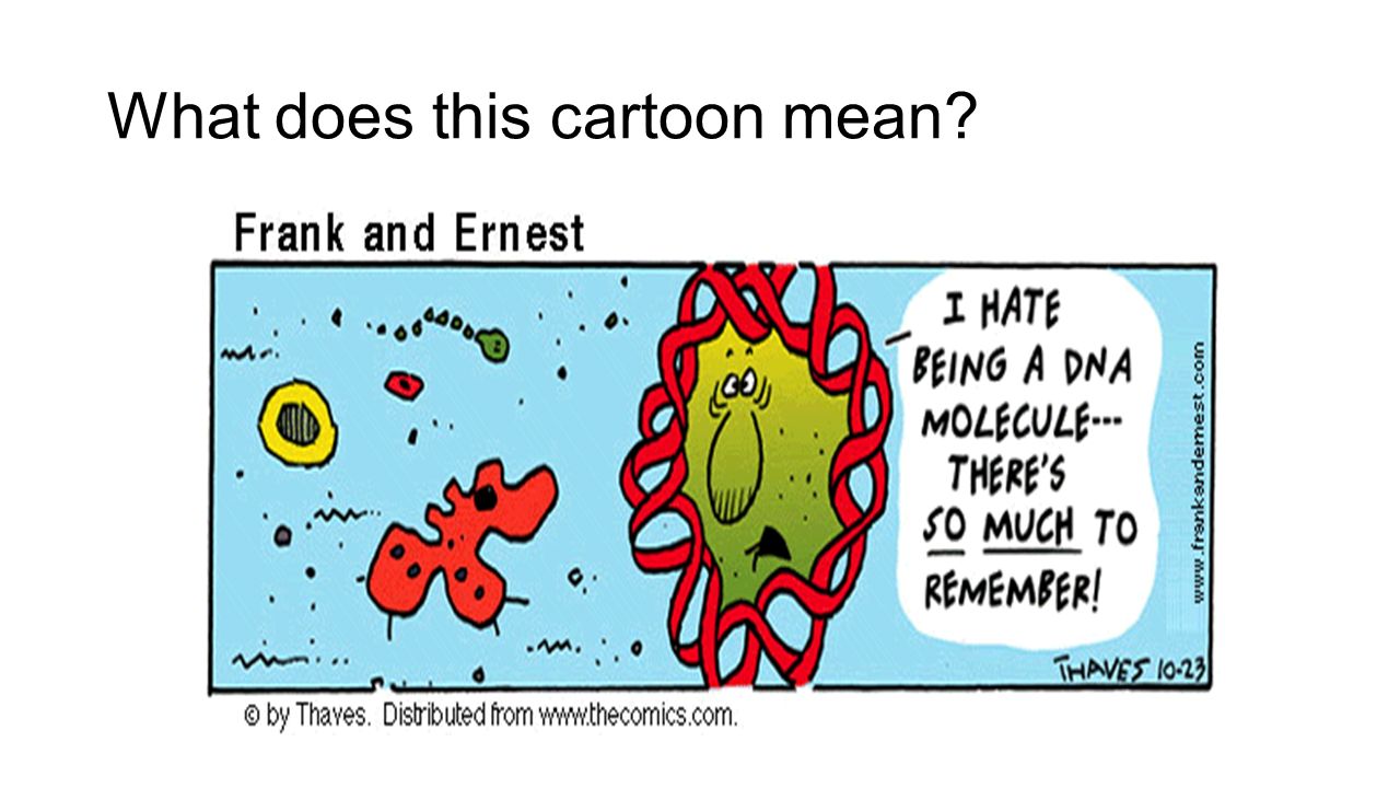 DNA Structure and Replication. What does this cartoon mean? - ppt download