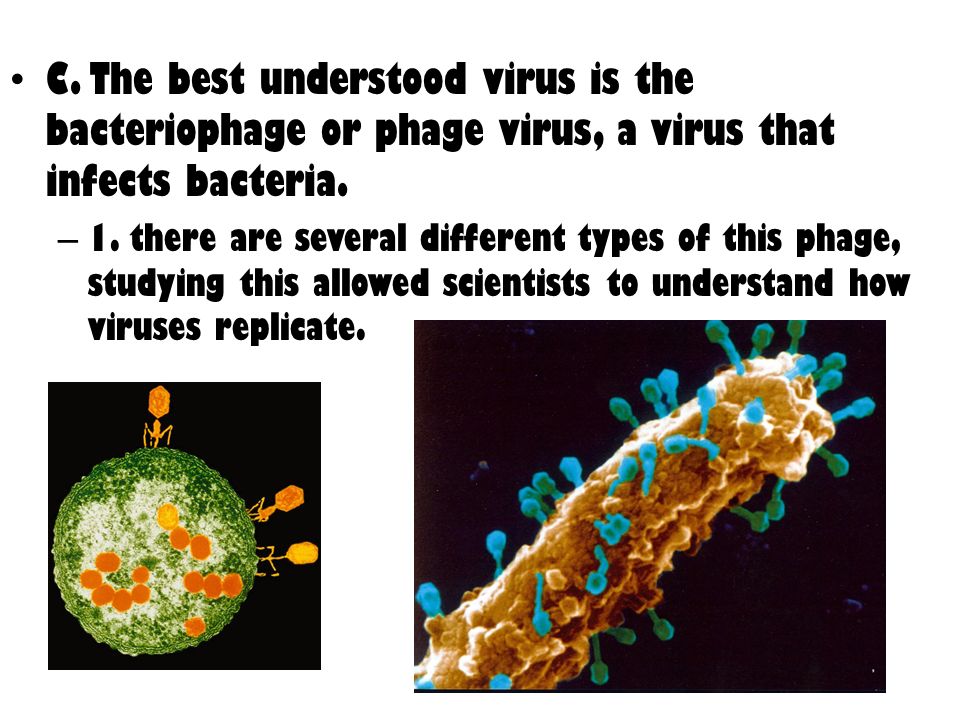 C. The best understood virus is the bacteriophage or phage virus, a virus that infects bacteria.