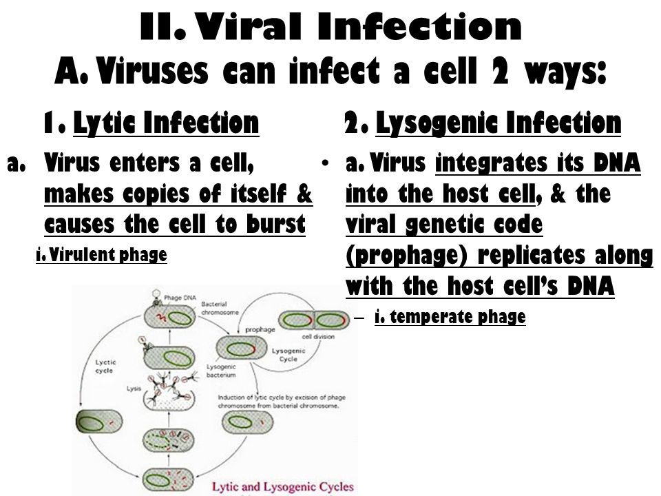 II. Viral Infection A. Viruses can infect a cell 2 ways: 1.