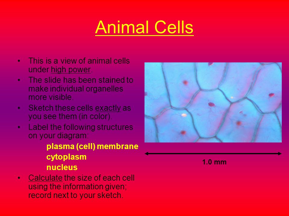 Virtual Microscope – Animal and Plant Cells Directions:  the  following slides to review microscope use and observe plant and animal cells.  . - ppt download