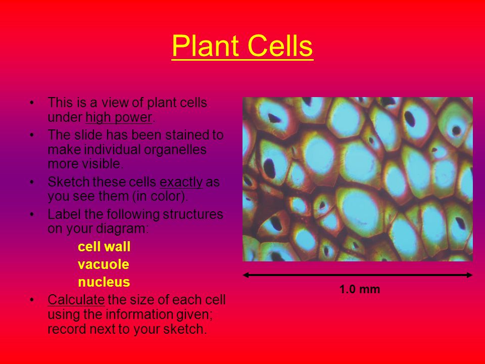 Virtual Microscope – Animal and Plant Cells Directions:  the  following slides to review microscope use and observe plant and animal cells.  . - ppt download