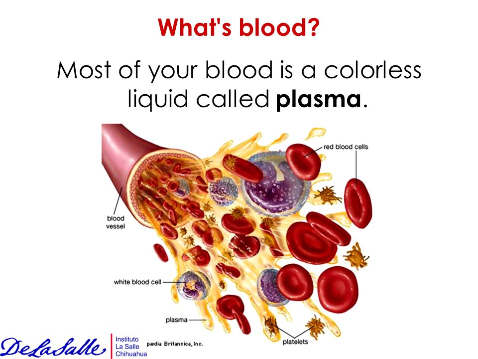 What s blood Most of your blood is a colorless liquid called plasma.