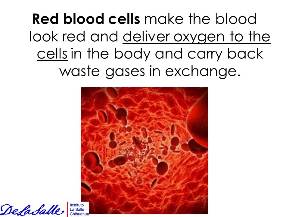 Red blood cells make the blood look red and deliver oxygen to the cells in the body and carry back waste gases in exchange.