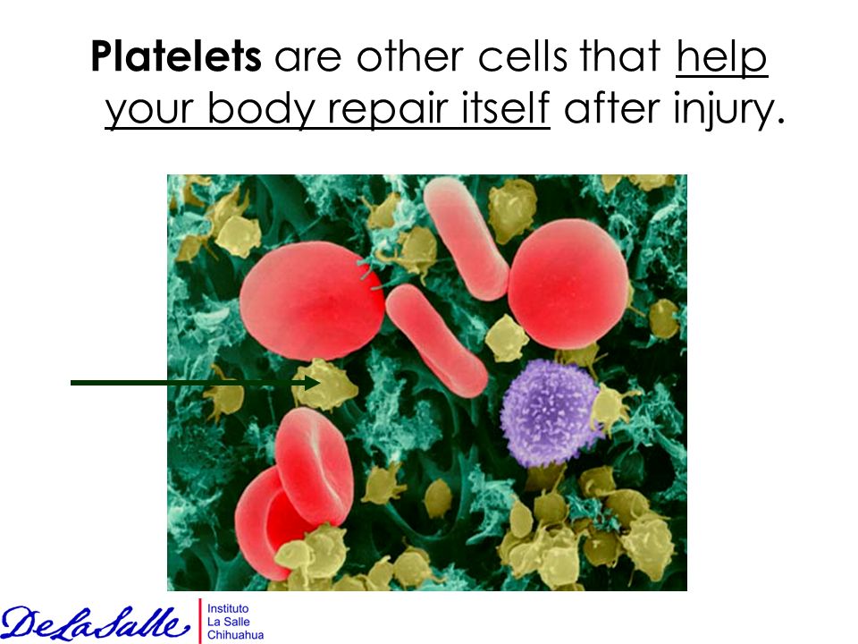 Platelets are other cells that help your body repair itself after injury.