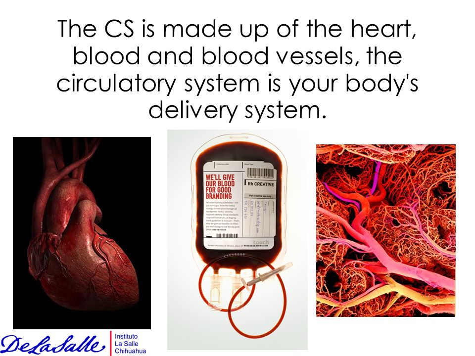 The CS is made up of the heart, blood and blood vessels, the circulatory system is your body s delivery system.