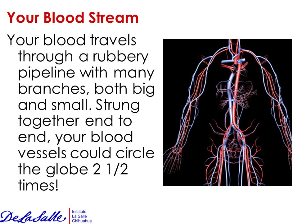 Your Blood Stream Your blood travels through a rubbery pipeline with many branches, both big and small.