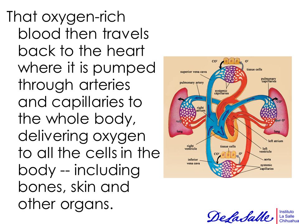That oxygen-rich blood then travels back to the heart where it is pumped through arteries and capillaries to the whole body, delivering oxygen to all the cells in the body -- including bones, skin and other organs.
