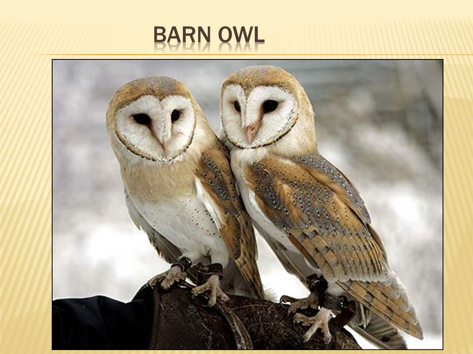 Half hours with fishes, reptiles, and birds . Fig. 183.—Barn Owl.. Fig.  184. — Burrowing Owl. THE OWLS AND PARROTS 209 when approached bow  repeatedly before taking to thewing. The eye