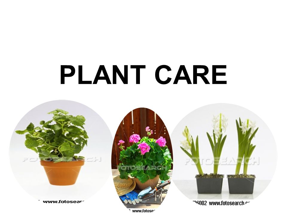 PLANT CARE