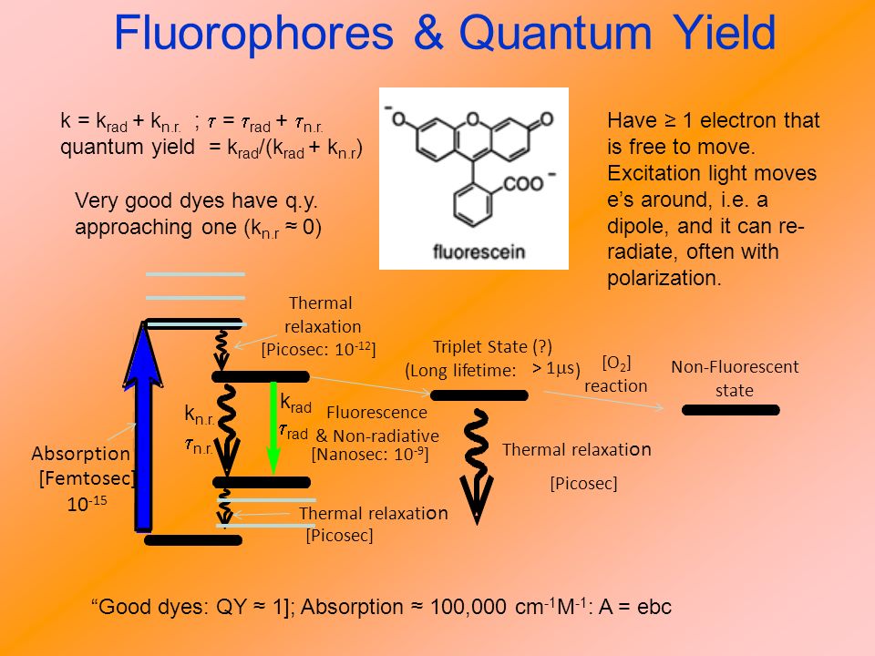 Fluorophores & Quantum Yield Thermal relaxation Fluorescence & Non-radiative Absorption Thermal relaxati on [Femtosec] [Picosec: ] [Nanosec: ] [Picosec] k n.r.