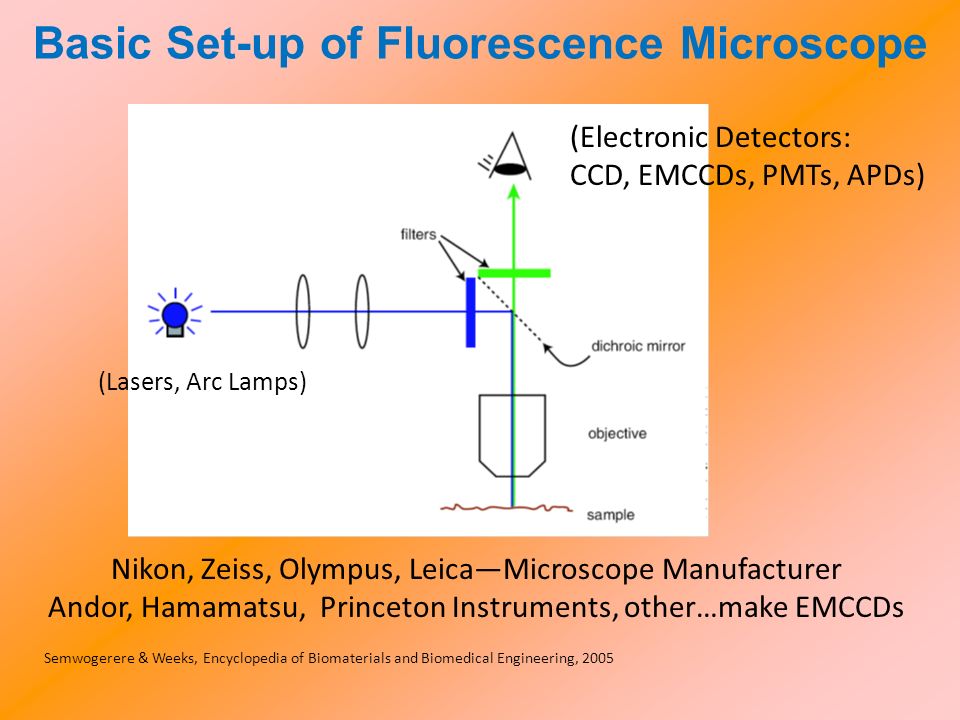 Basic Set-up of Fluorescence Microscope Semwogerere & Weeks, Encyclopedia of Biomaterials and Biomedical Engineering, 2005 (Lasers, Arc Lamps) (Electronic Detectors: CCD, EMCCDs, PMTs, APDs) Nikon, Zeiss, Olympus, Leica—Microscope Manufacturer Andor, Hamamatsu, Princeton Instruments, other…make EMCCDs