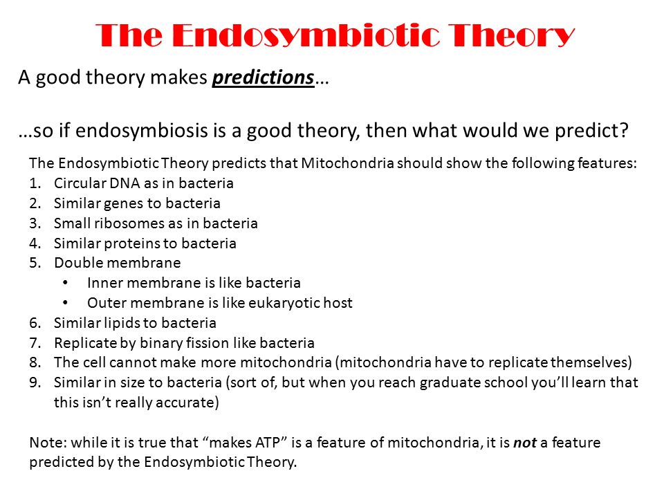 A good theory makes predictions… …so if endosymbiosis is a good theory, then what would we predict.