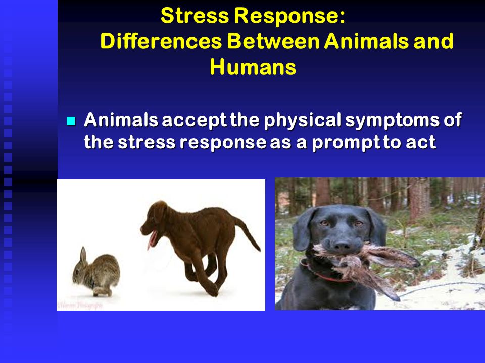 Stress Response: Differences Between Animals and Humans n Animals accept the physical symptoms of the stress response as a prompt to act