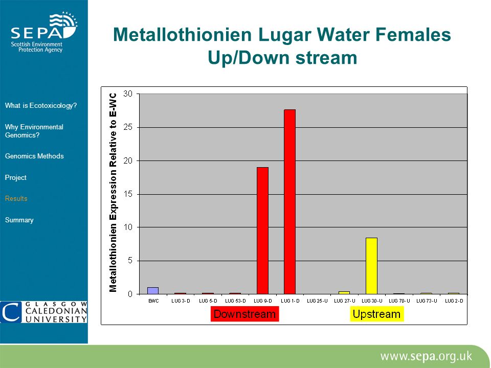 Metallothionien Lugar Water Females Up/Down stream What is Ecotoxicology.