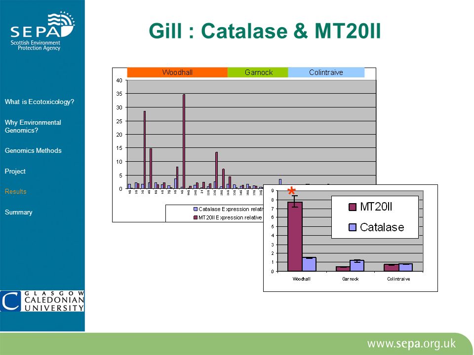 * * Gill : Catalase & MT20II What is Ecotoxicology.