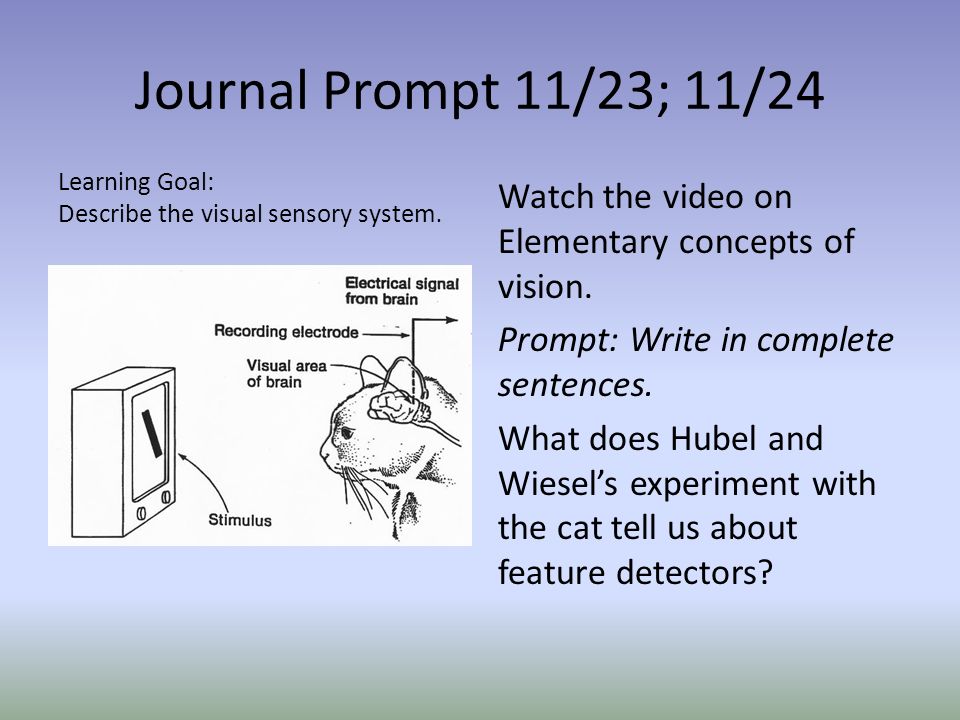 Journal Prompt 11/23; 11/24 Watch the video on Elementary concepts of vision.
