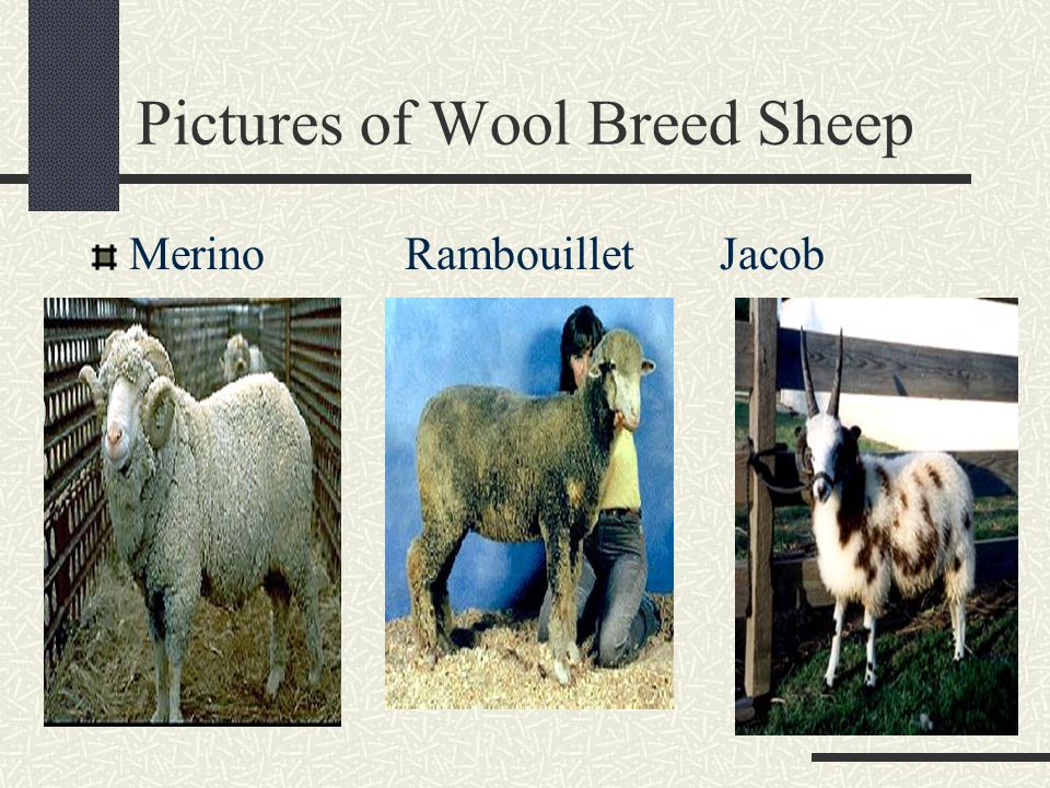 Breeds Of Sheep What Do You Use Lamb For Large Animal Science Production Introduction To Sheep Ppt Download