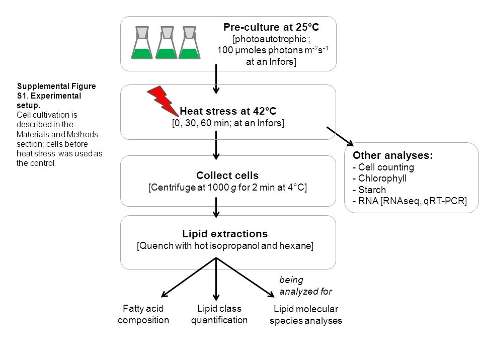 Lipid extractions [Quench with hot isopropanol and hexane] Heat stress at 42°C [0, 30, 60 min; at an Infors] Collect cells [Centrifuge at 1000 g for 2 min at 4°C] Lipid class quantification Fatty acid composition Lipid molecular species analyses Pre-culture at 25°C [photoautotrophic ; 100 µmoles photons m -2 s -1 at an Infors] being analyzed for Supplemental Figure S1.