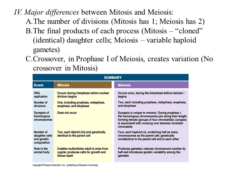 three differences between mitosis and meiosis