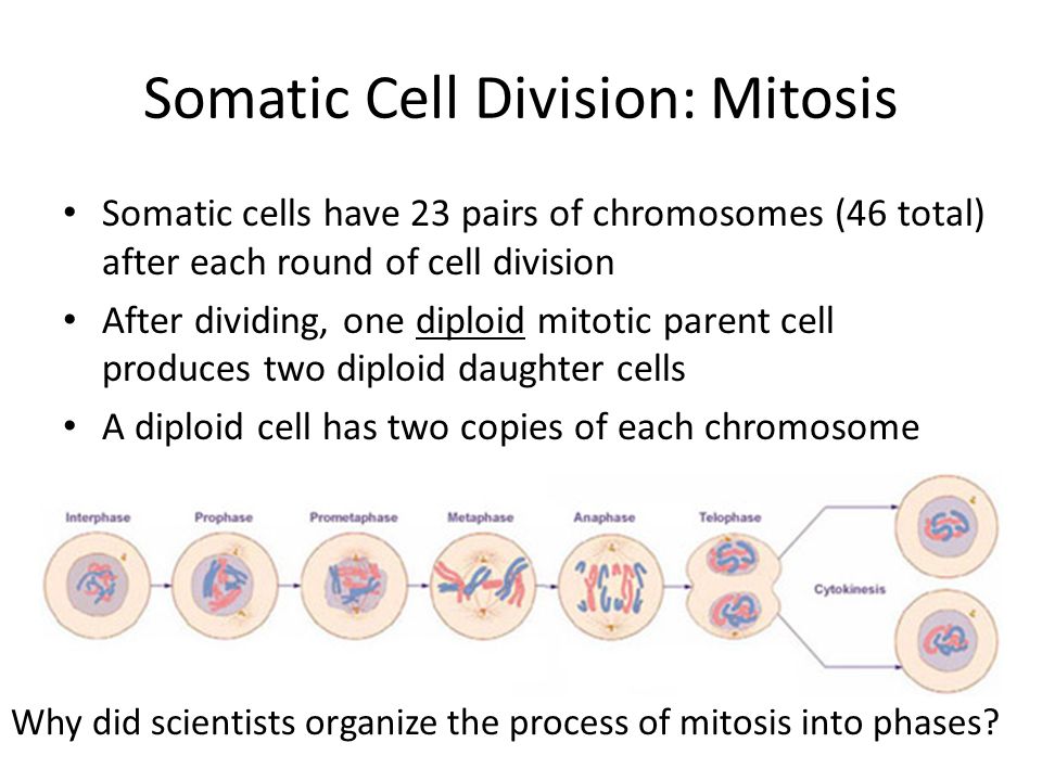 somatic cells mitosis