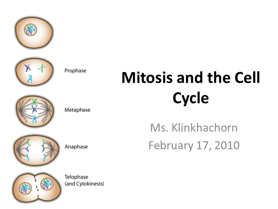 Catalyst 1.What structure in the cell is made up of condensed