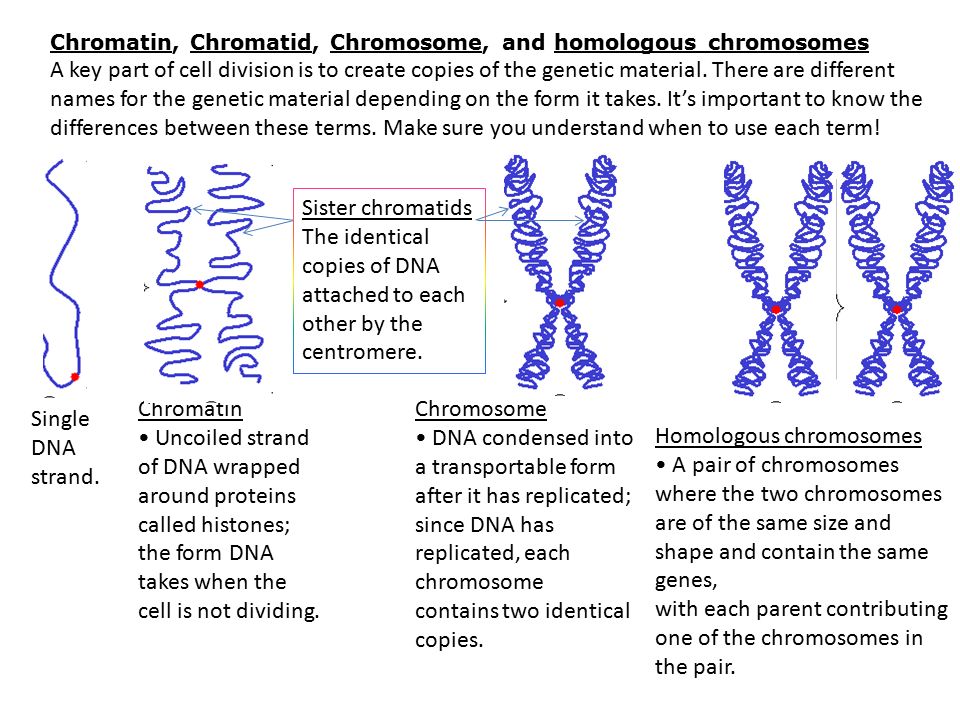 Изменение сочетания генов в хромосомах