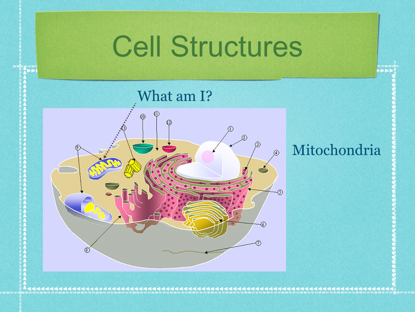 Cell Structures What am I Mitochondria