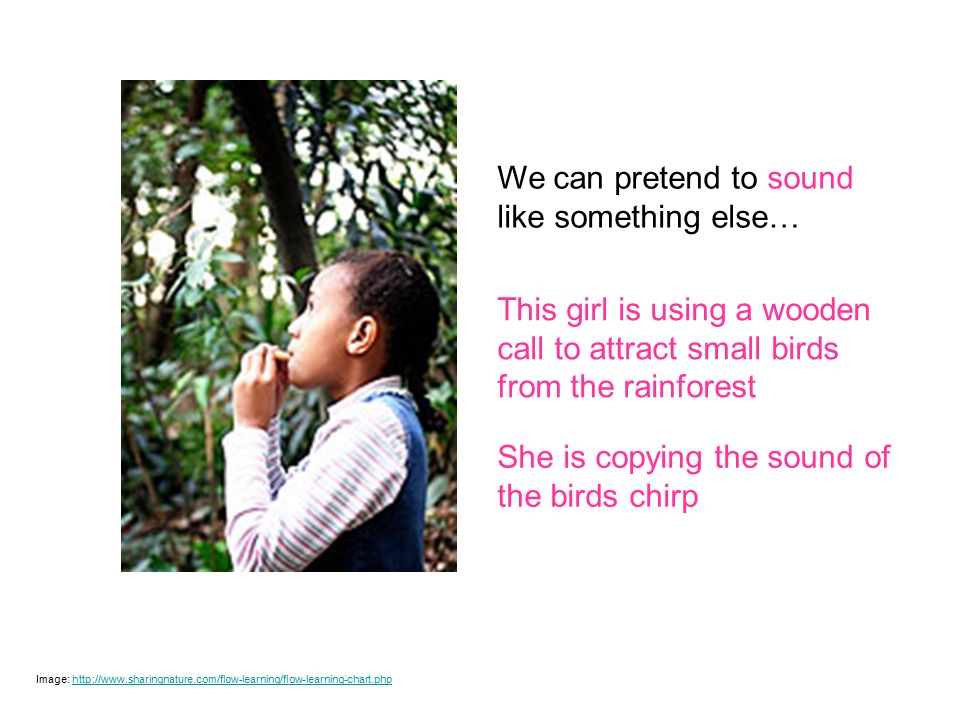 Image:   p=1450 We can pretend to sound like something else… Image:   This girl is using a wooden call to attract small birds from the rainforest She is copying the sound of the birds chirp