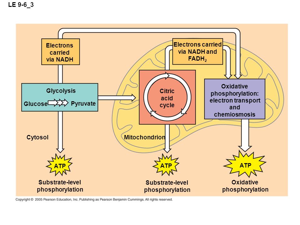 LE 9-6_3 Mitochondrion Glycolysis Pyruvate Glucose Cytosol ATP Substrate-level phosphorylation ATP Substrate-level phosphorylation Citric acid cycle ATP Oxidative phosphorylation Oxidative phosphorylation: electron transport and chemiosmosis Electrons carried via NADH Electrons carried via NADH and FADH 2