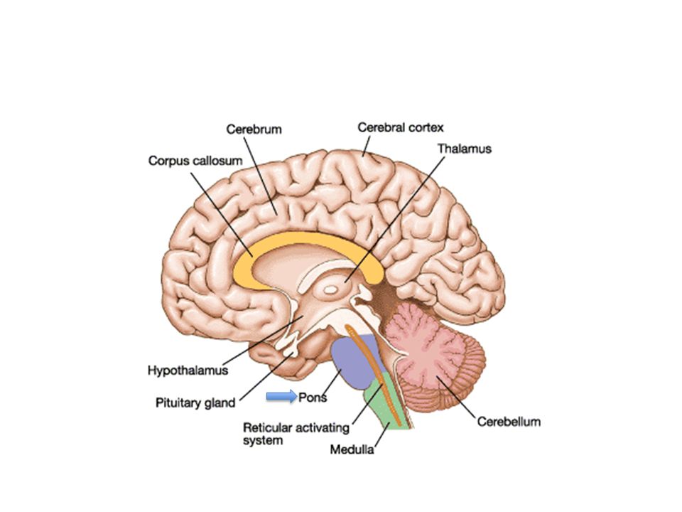 Где находится гипоталамус в мозге. Гращенков гипоталамус. Brain structure. Гипоталамус и мозжечок. Human Brain structure.