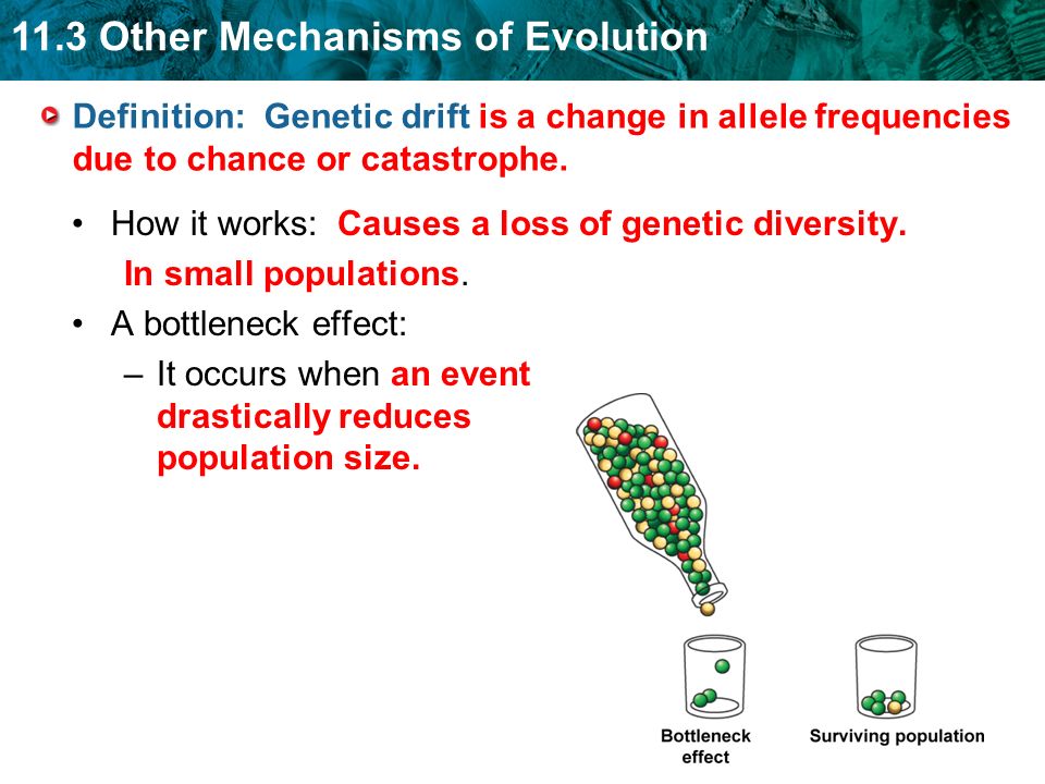11.3 Other Mechanisms of Evolution KEY CONCEPT Natural selection is not the  only mechanism through which populations evolve. - ppt download
