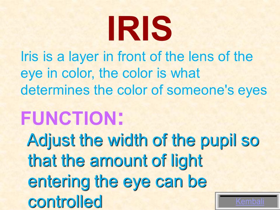 Optical instrument Eyes and glasses EYE Eyes are optical devices that have a way of working as a camera. 1. Eyes is Optic Instrument Consisting of: cornea, - ppt download Optical instrument Eyes and glasses EYE Eyes are optical devices that have a way of working as a camera. 1. Eyes is Optic Instrument Consisting of: cornea, - ppt download