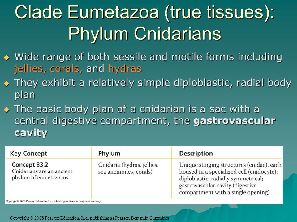 Copyright © 2008 Pearson Education, Inc., publishing as Pearson Benjamin Cummings Clade Eumetazoa (true tissues): Phylum Cnidarians  Wide range of both sessile and motile forms including jellies, corals, and hydras  They exhibit a relatively simple diploblastic, radial body plan  The basic body plan of a cnidarian is a sac with a central digestive compartment, the gastrovascular cavity