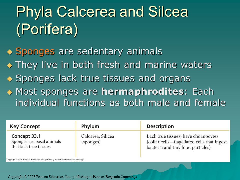Copyright © 2008 Pearson Education, Inc., publishing as Pearson Benjamin Cummings Phyla Calcerea and Silcea (Porifera)  Sponges are sedentary animals  They live in both fresh and marine waters  Sponges lack true tissues and organs  Most sponges are hermaphrodites: Each individual functions as both male and female