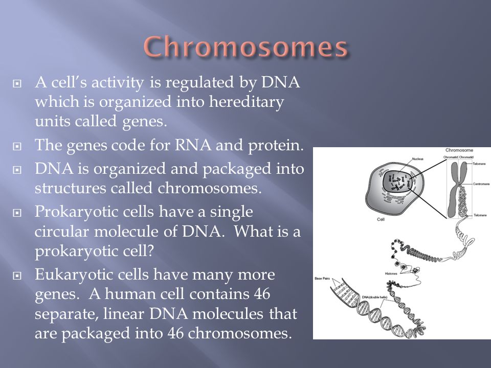 CELLULAR REPRODUCTION. Students know and understand the characteristics ...