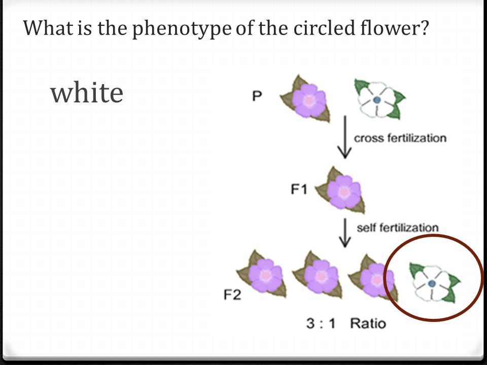 What is the phenotype of the circled flower white